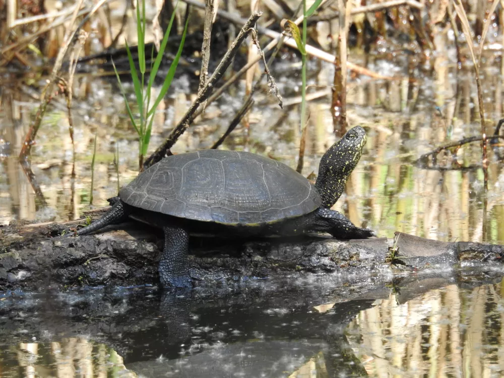 močvirska sklednica / Foto: Arhiv Zzrs