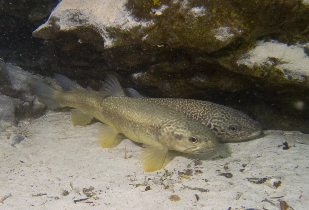 so&scaron;ka postrv / Foto: Kri&scaron;tof Istinič