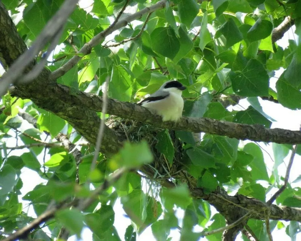 Črnočeli srakoper. Foto Mitja Denac / Foto: Mitja Denac