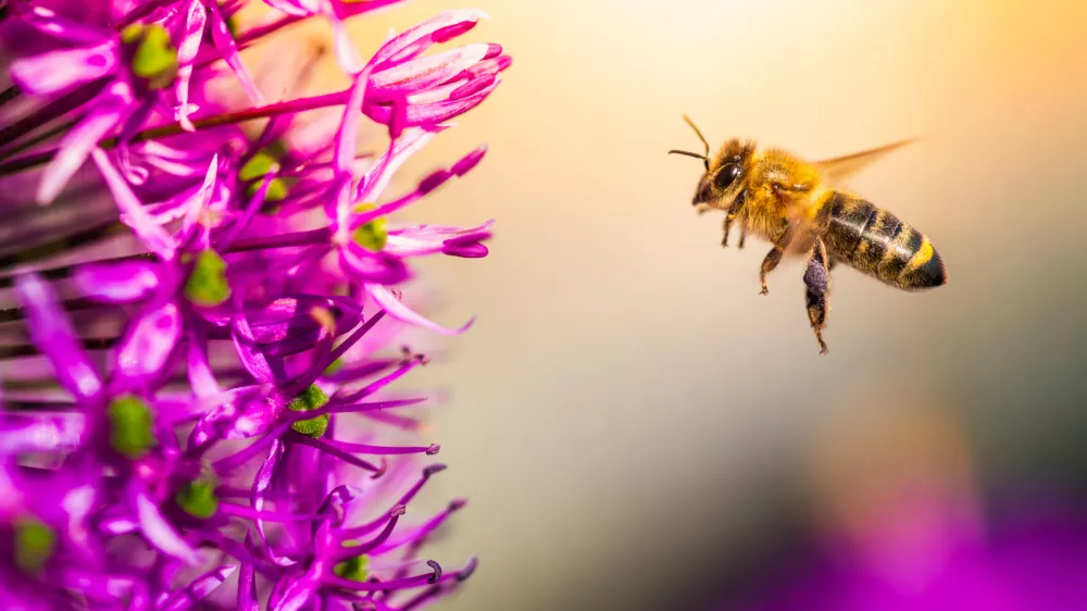 Simbolična slika čebele med nabiranjem medu. / Foto: Istock
