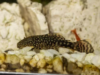 Riba je test opravila z lahkoto. Foto: zajem zaslona