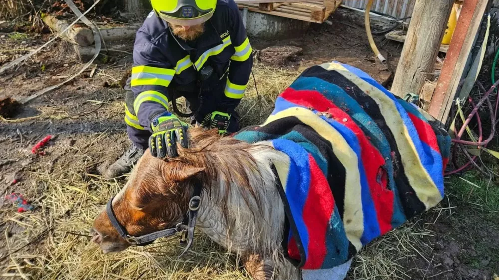 Žival je bila premražena. / Foto: Gasilci Iz Oberrohrbacha