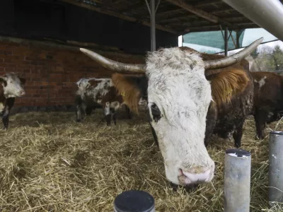 - 18.01.2024 &ndash; Kmetija Možgan, Veni&scaron;e 16, Leskovec pri Kr&scaron;kem &ndash; vrnitev odvzete govedi, ki mu jih je 14. novembra lani zaradi zanemarjanja trajno odvzela veterinarska in&scaron;pektorica  //FOTO: Luka Cjuha