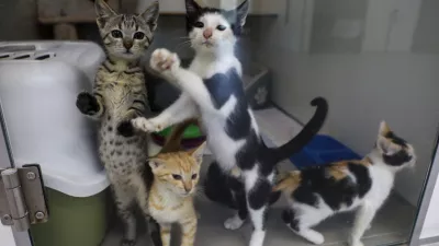 15.07.2025 - Zaveti&scaron;če za zapu&scaron;čene živali Ljubljana, GmajniceFoto: Luka Cjuha