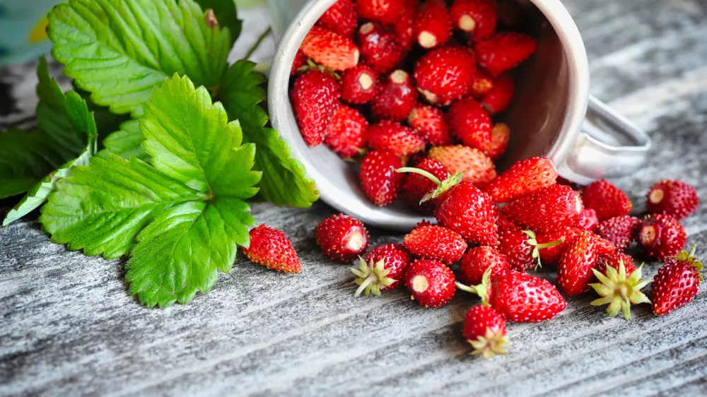 Fresh wild strawberries on an old wooden table