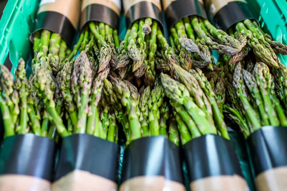 27.04.2020.-Zeleni &scaron;pargljiKmetija Ramovž27.04.2020.- Reportaža o &scaron;pargljih.OPOMB: ZA OBJAVO V DNEVNIKOVEM OBJEKTIVU//FOTO: Bojan Velikonja