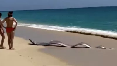 Foto: zajem zaslona X