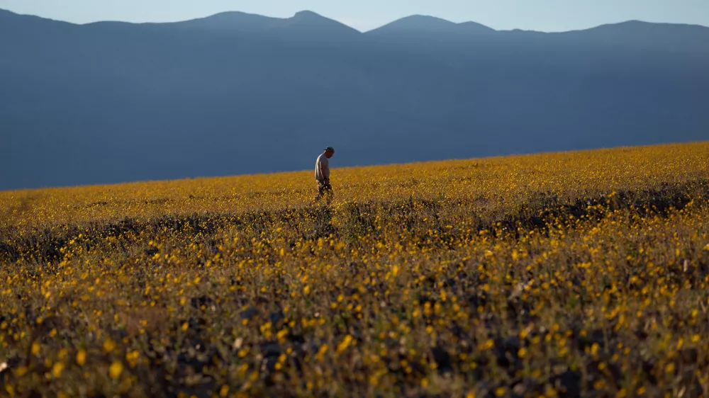 A person walks in a field of wildflowers during a superbloom, Saturday, March 7, 2026, in Death Valley National Park, Calif. (AP Photo/John Locher)