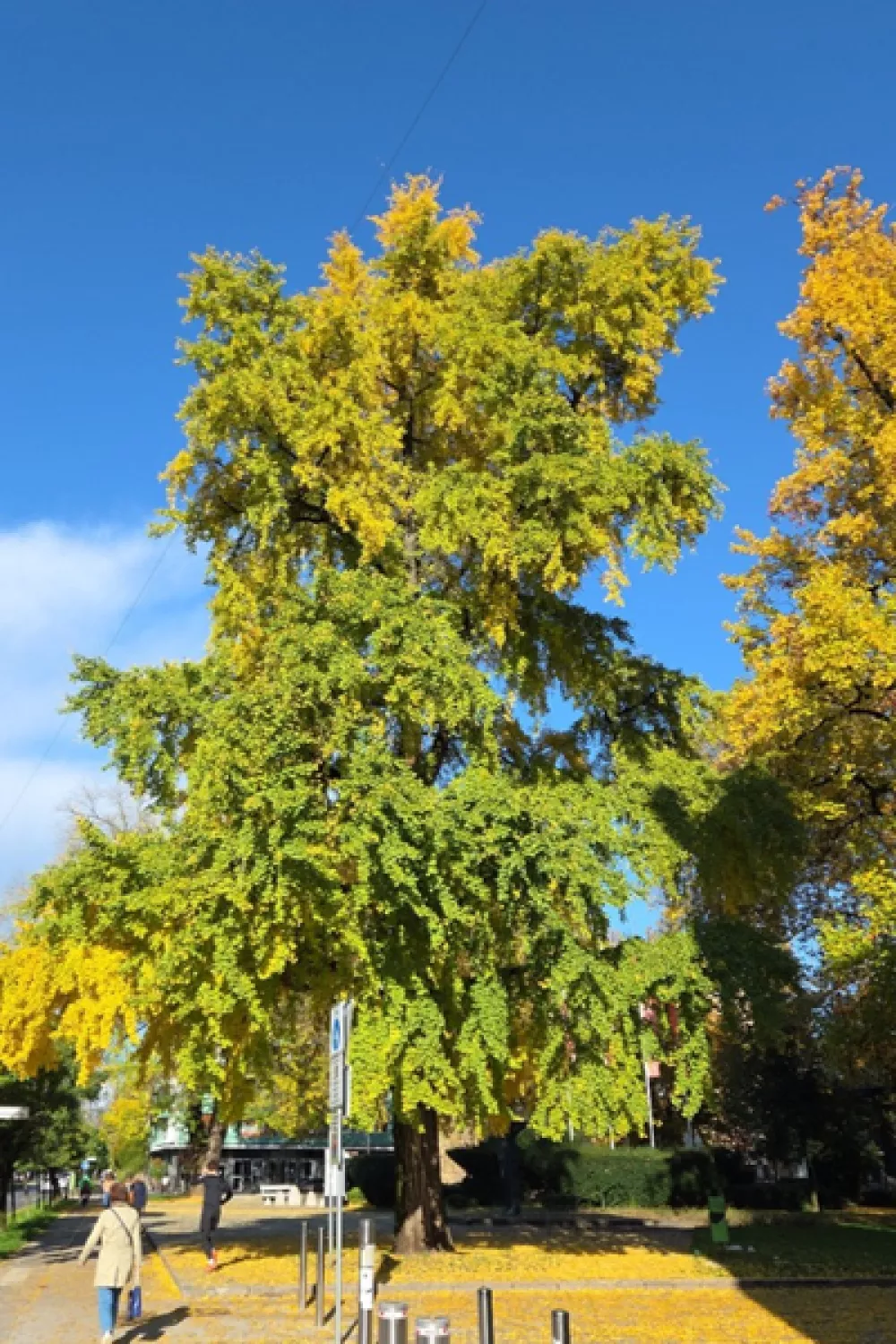 Naj drevo 2025: ginko za Cankarjevim domom