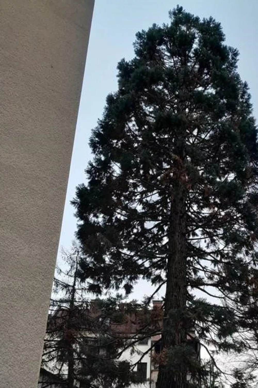 Naj drevo 2025: sekvoja na Vrtači