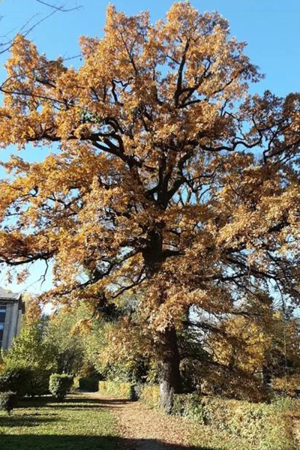 Naj drevo 2025: hrast ob Grada&scaron;čici