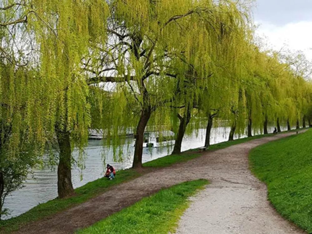Naj drevored 2025: Drevored pobe&scaron;avih vrb ob Ljubljanici