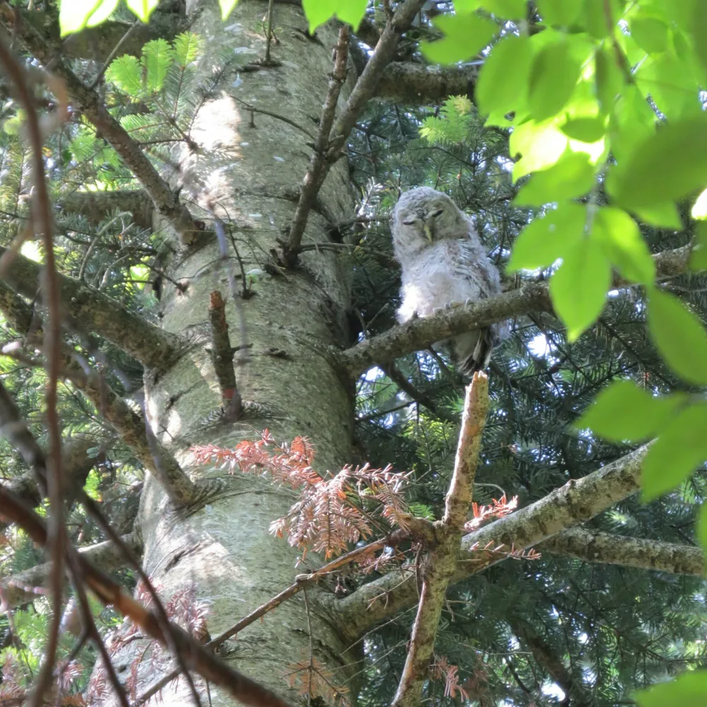Mladič lesne sove iz kozačjega gnezda. / Foto: Al Vrezec