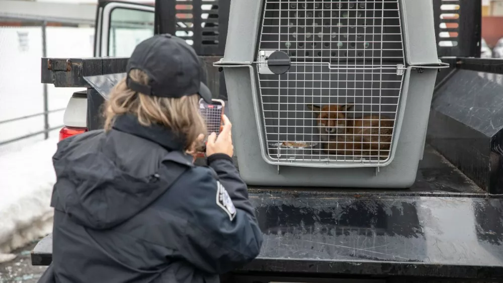 Lisjaka, ki je posku&scaron;al migrirati v ZDA, so ujeli cariniki v New Jerseyu.