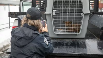 Lisjaka, ki je posku&scaron;al migrirati v ZDA, so ujeli cariniki v New Jerseyu.