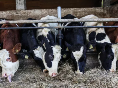- 17.10.2022 &ndash; Kmetija Sajevic, govedoreja,Luže 21, Visoko pri Kranju //FOTO: Bojan Velikonja