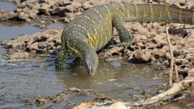 Nilski varan izvira iz delte reke Nil v podsaharski Afriki in&nbsp;za hi&scaron;ne ljubljenčke&nbsp;niso primerni, saj se nikoli zares ne umirijo. / Foto:&nbsp;Getty Images