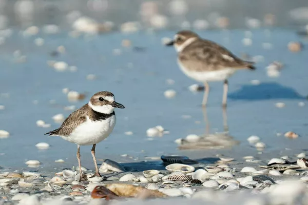 Wilson?s Plovers hang out on Dickman?s Island in Collier County on Wednesday, March 11, 2026. Dickman?s Island is in the Ten Thousand Islands National Wildlife Sanctuary. It is coming up on nesting season for shorebirds including the Wilson?s plovers and Audubon Florida is asking visitors to be aware of the small birds that nest on SWFL beaches. Parts of the island was getting staked out to create undisturbed room for the nesting birds