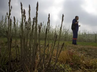 &Scaron;parglji, reportaža Objektiv, , //FOTO: Jaka AdamičOPOMBA: ZA OBJAVO V ČASOPISU DNEVNIK