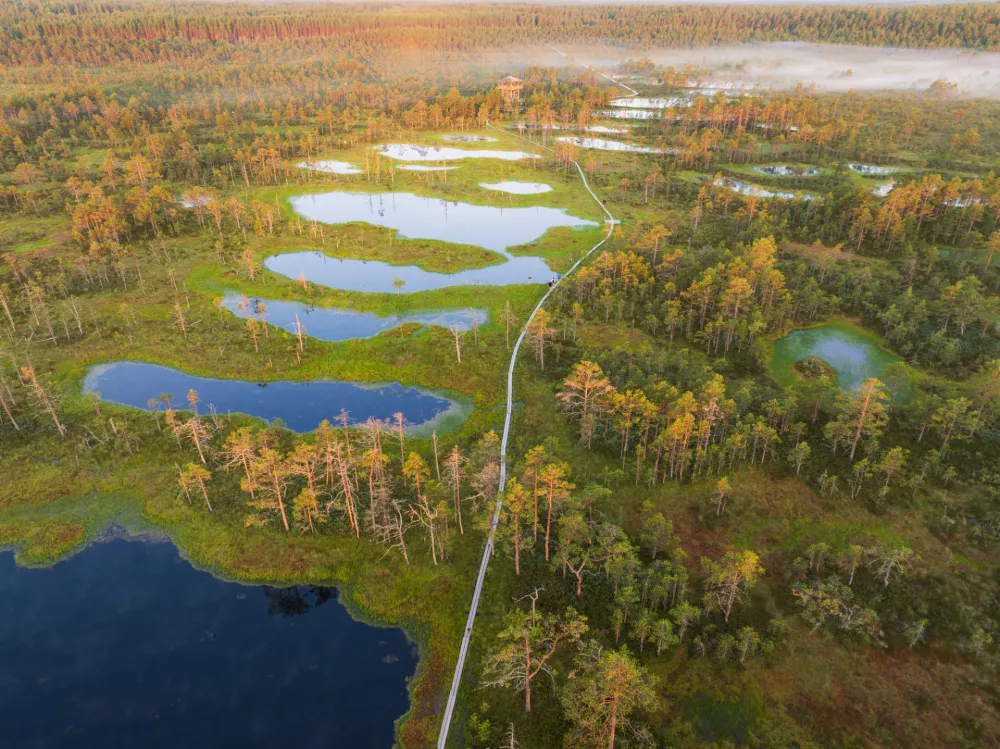 Tak&scaron;na tla niso primerna za težko mehanizacijo. Slika je iz Estonije. / Foto: Istock