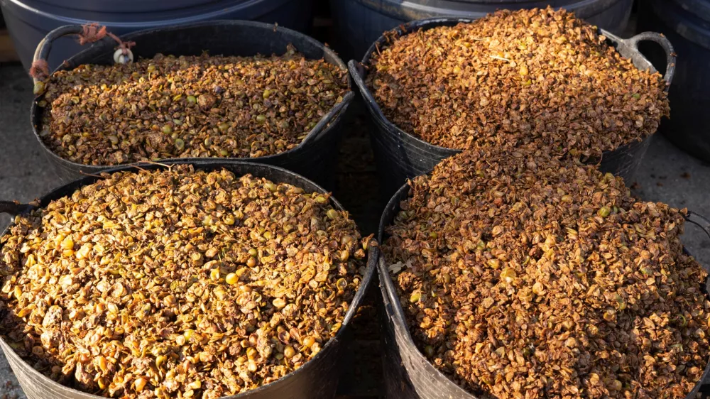 buckets full of grape bagasse fresh from the press that squeezed the must