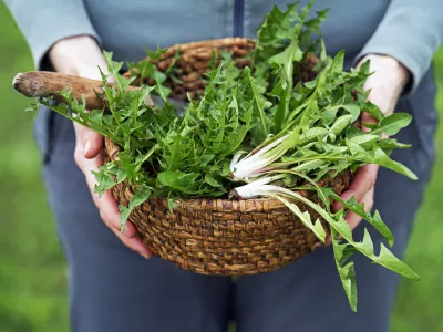 Dandelion. Picked fresh dandelion leaves in basked. Dandelion in hands of a farmer / Foto: Dulezidar Getty Images