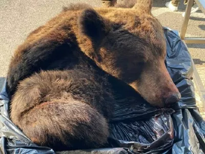 V prtljažniku avta so cariniki odkrili medvedjo kožo. 