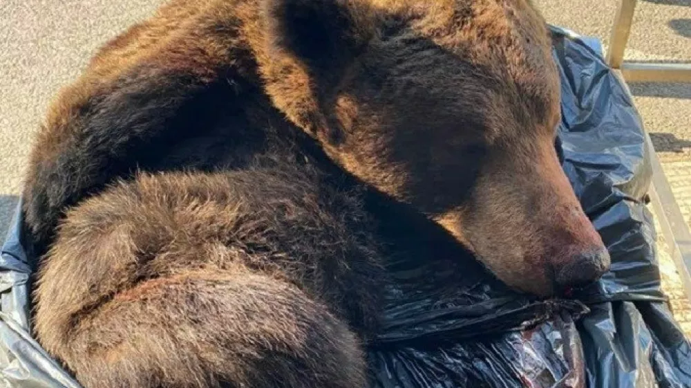V prtljažniku avta so cariniki odkrili medvedjo kožo. 
