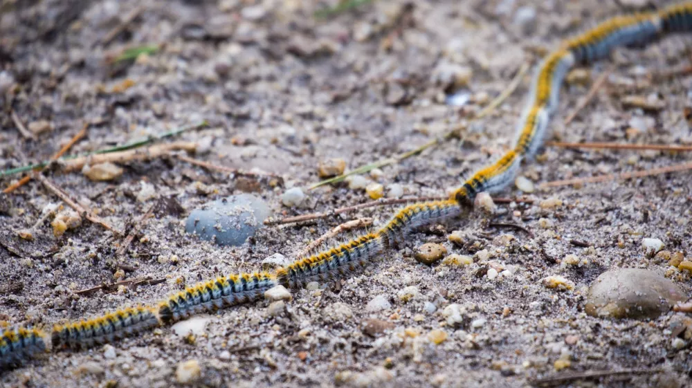 pest of pine processionary caterpillar in pine forests