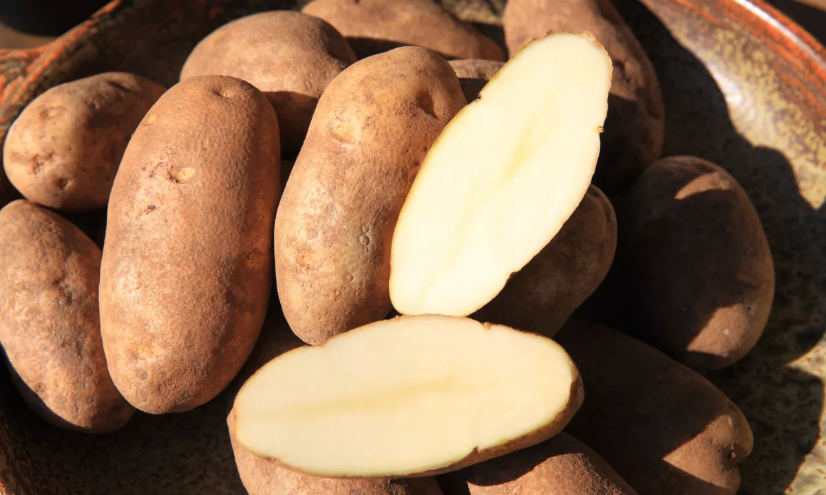 Krompirja ne sadite na isto mesto vsako leto, ampak ga v kolobar vrnite šele po treh ali štirih letih.