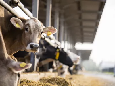 Curious cow looking to the camera at cattle farm. / Foto: Smederevac Getty Images/istockphoto