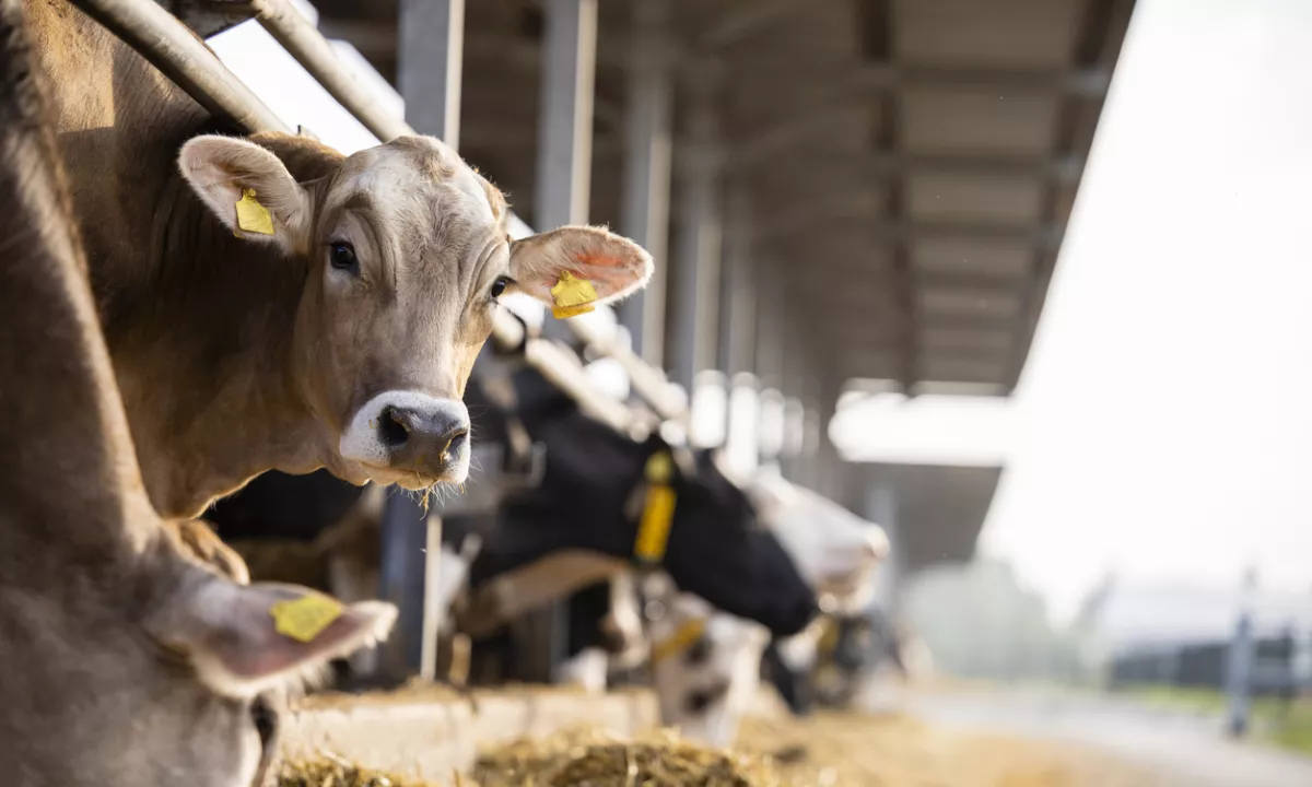 Prihod tehnološke hrane ni smrtna obsodba, ampak priložnost za butično rejo, je prepričan agrarni ekonomist dr. Emil Erjavec.