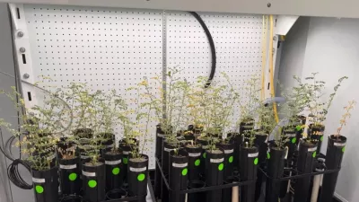 Čičerika je uspela zrasti v posebnih pogojih. Foto: zajem zaslona