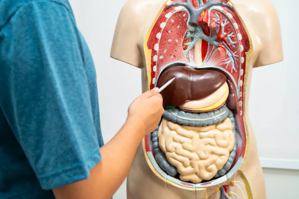 Student teenage learning anatomy biology with human body model in classroom at high school. / Foto: Sasirin Pamai