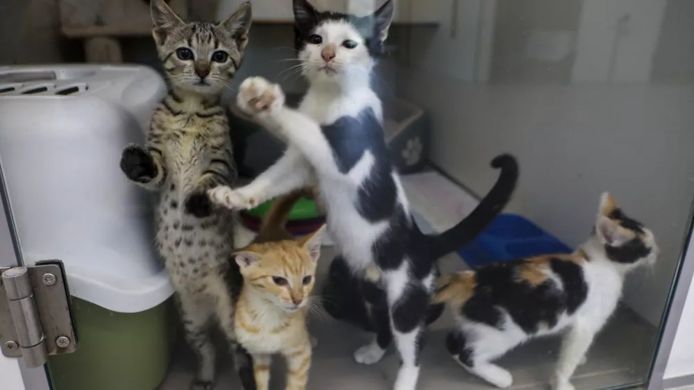 Prenatrpali zaveti&scaron;ča za zapu&scaron;čene živali