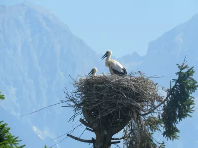 &Scaron;torklje gnezdo