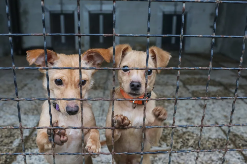 - pes &ndash; psi - 20.12.2018 &ndash; Zaveti&scaron;če za zapu&scaron;čene živali Gmajnice 30, azil za živali namenjen začasni namestitvi zapu&scaron;čenih živali psov in mačk //FOTO: Bojan Velikonja