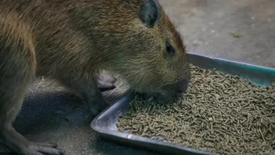 A capybara eats specialized dried food received as humanitarian aid for Kyiv Zoo from Zoo Berlin, Tierpark Berlin, Tiergarten Schonbrunn and Alpenzoo Innsbruck, ahead of Christmas and New Year season, amid Russia's attack on Ukraine, in Kyiv, Ukraine December 18, 2024. REUTERS/Gleb Garanich