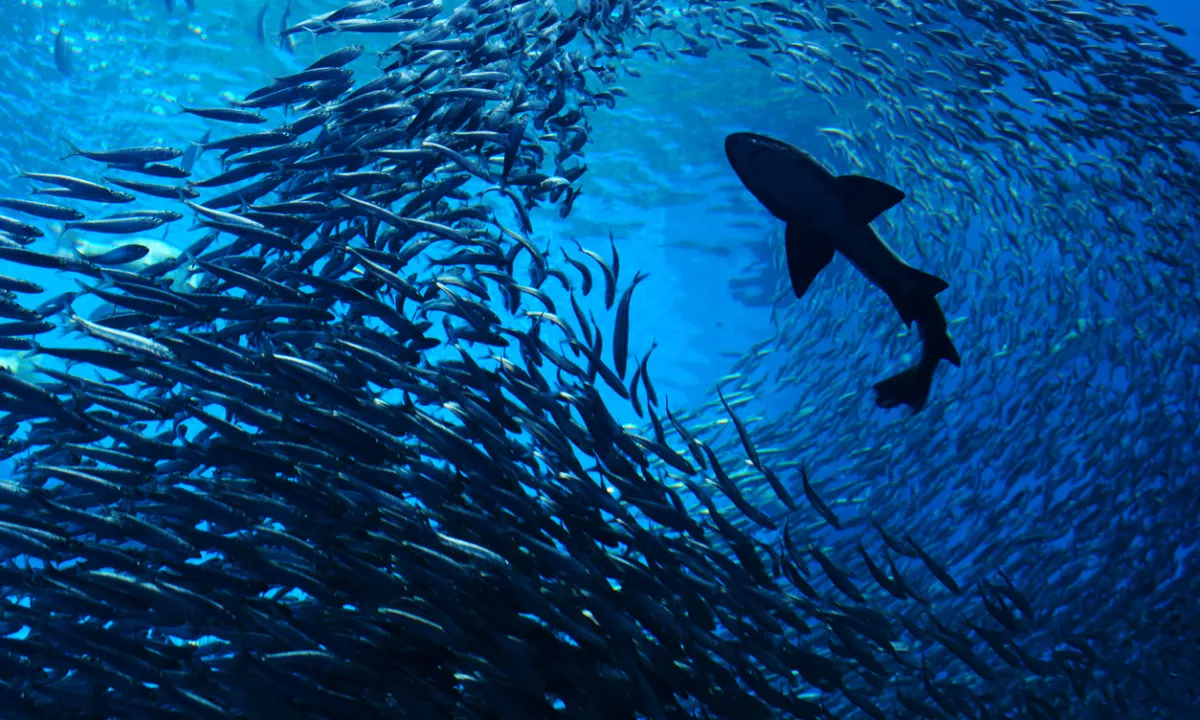 Zaradi neustrezno prečiščenih odplak ima skoraj tretjina morskih psov v krvi celo sledi kokaina.