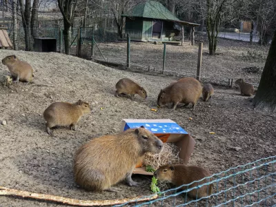 - Kapibara -  - 24.12.2016 - Živalski vrt ZOO Ljubljana - Dedek Mraz obiskal živali in jim razdelil darila     //FOTO: Jaka Gasar
