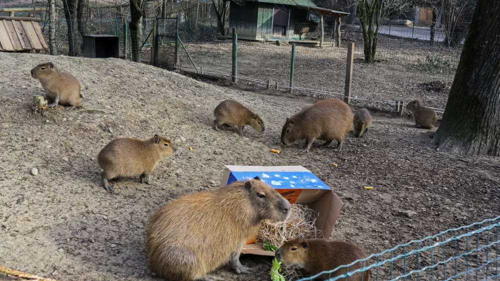 - Kapibara -  - 24.12.2016 - Živalski vrt ZOO Ljubljana - Dedek Mraz obiskal živali in jim razdelil darila     //FOTO: Jaka Gasar