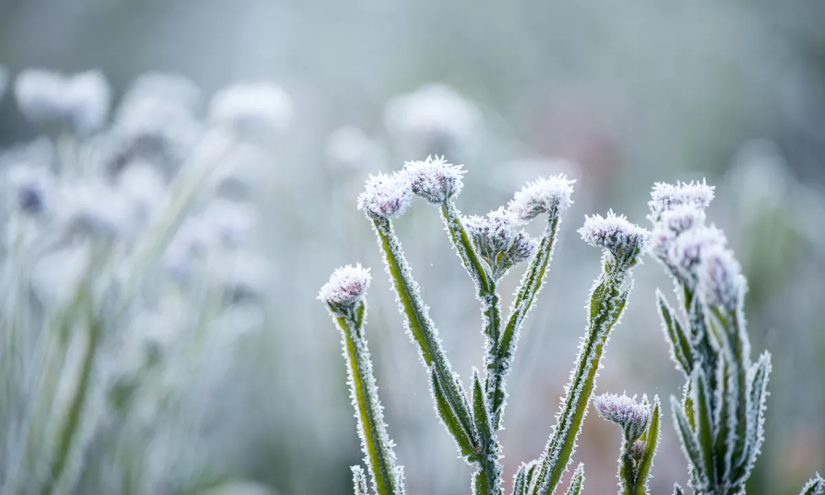 Skokovit padec temperatur in sneg ravno v času brstenja ne prinašata le hudih skrbi za pridelek, temveč oživljata staro kmečko izročilo o podaljšani zimi.