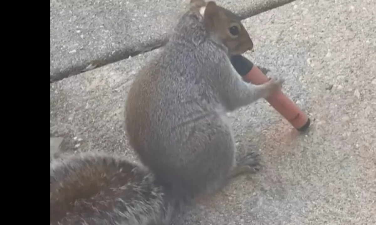 Strokovnjaki za zaščito živali opozarjajo na nov, bizaren in izjemno nevaren trend, ki se širi po družbenih omrežjih: posnetke veveric, ki se »igrajo« z odvrženimi elektronskimi cigaretami za enkratno uporabo.