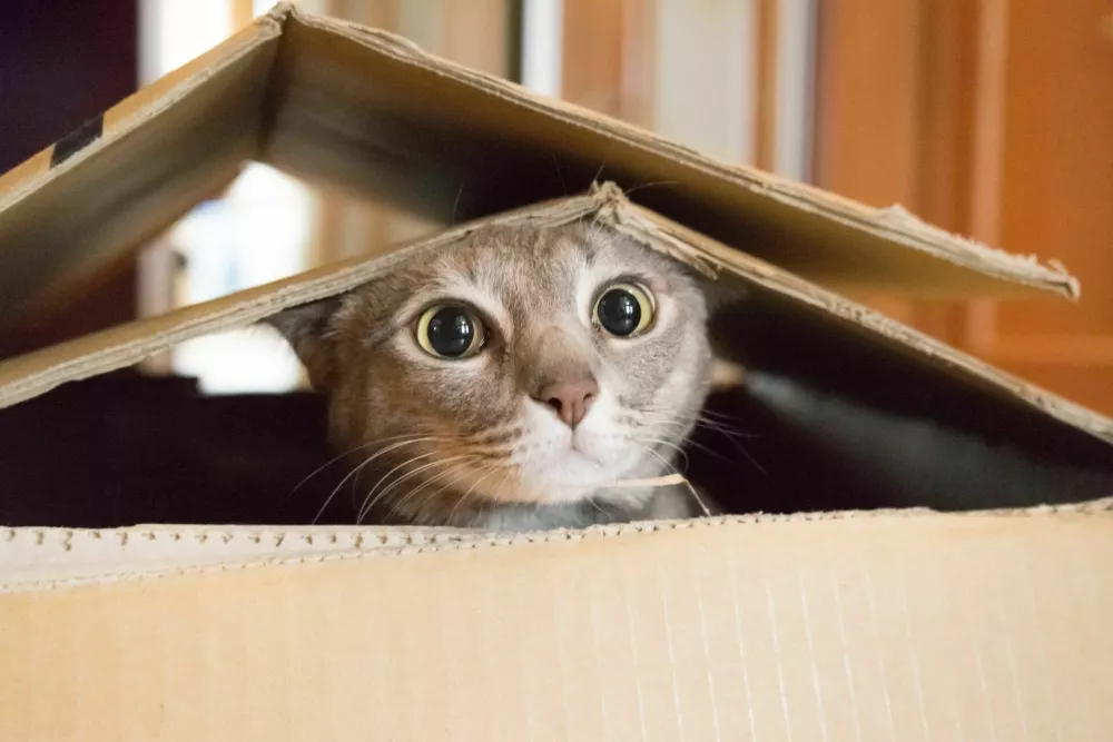 Cat looking startled and surprised while plays hide and seek in a box. / Foto: Andypott
