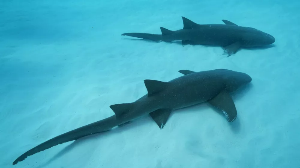 MALDIVES - JANUARY 29: A view of nurse sharks, usually found around reefs and sandy areas, known for their calm nature in the Maldives, on January 29, 2026. They often rest motionless on the seabed during the day and feed on small fish and invertebrates at night, making them a safe and popular species for diving tourism. Tiger sharks, rarer but striking, are recognized by their large size, strong build, and distinctive stripes. Typically found in deeper, open waters, they sometimes approach dive sites, offering unforgettable encounters for underwater observers. Tahsin Ceylan / Anadolu/ABACAPRESS.COM,Image: 1074309377, License: Rights-managed, Restrictions:, Model Release: no