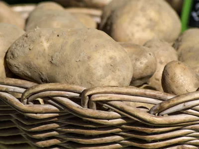 Ko&scaron;ara krompirja