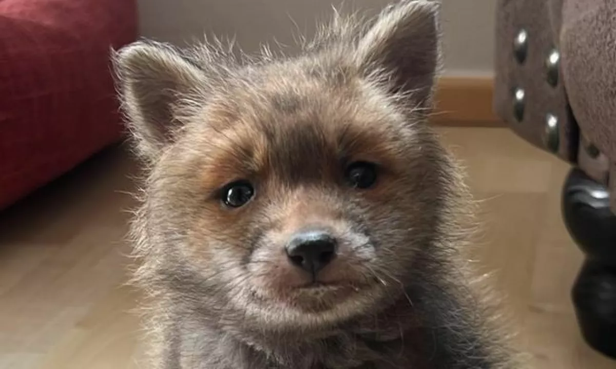 Sredi Ptuja so v kleti zapuščene hiše našli nekaj tednov starega lisjačka.