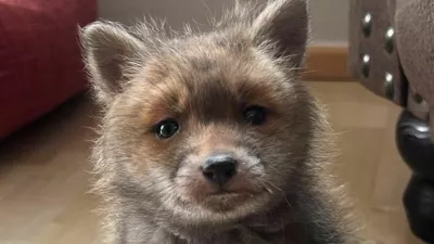 Lisjaka so na&scaron;li podhranjenega in po&scaron;kodovanega. 