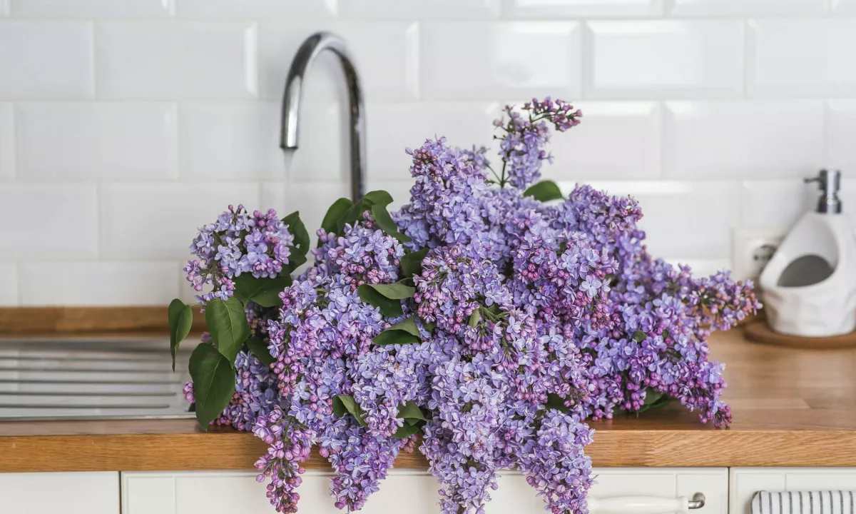 Znebite se nadležnih oblog in neprijetnega vonja v ceveh s hitrim, naravnim trikom, ki vam bo vzel le nekaj minut.