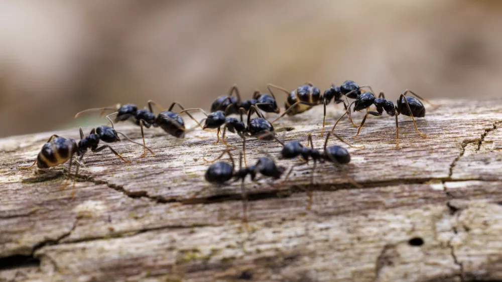 Black garden ants (Lasius niger), Germany, Europe,Image: 1003176853, License: Royalty-free, Restrictions:, Model Release: no